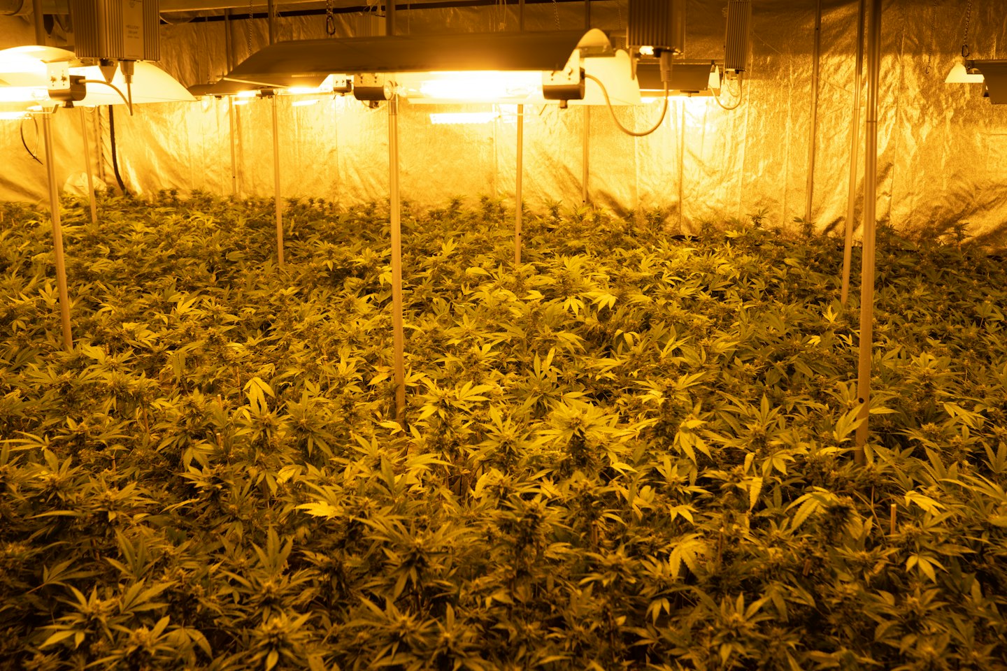 Filas de plantas de cannabis creciendo bajo brillantes luces artificiales.