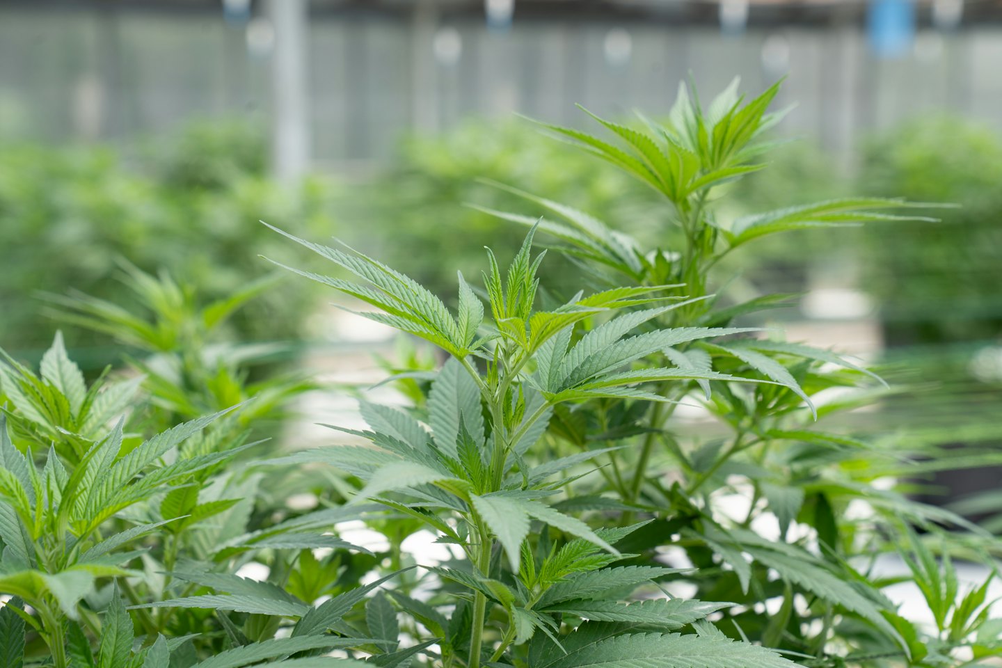Plantas de cannabis verdes creciendo en un invernadero soleado.