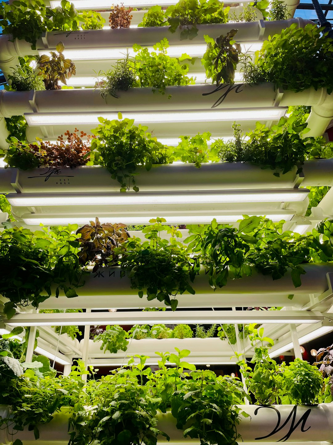 Sistema hidropónico vertical cultivando hierbas de hoja bajo luces LED.