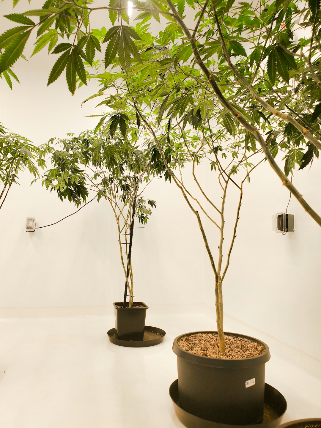 Plantas de cannabis en macetas creciendo en una instalación interior limpia.